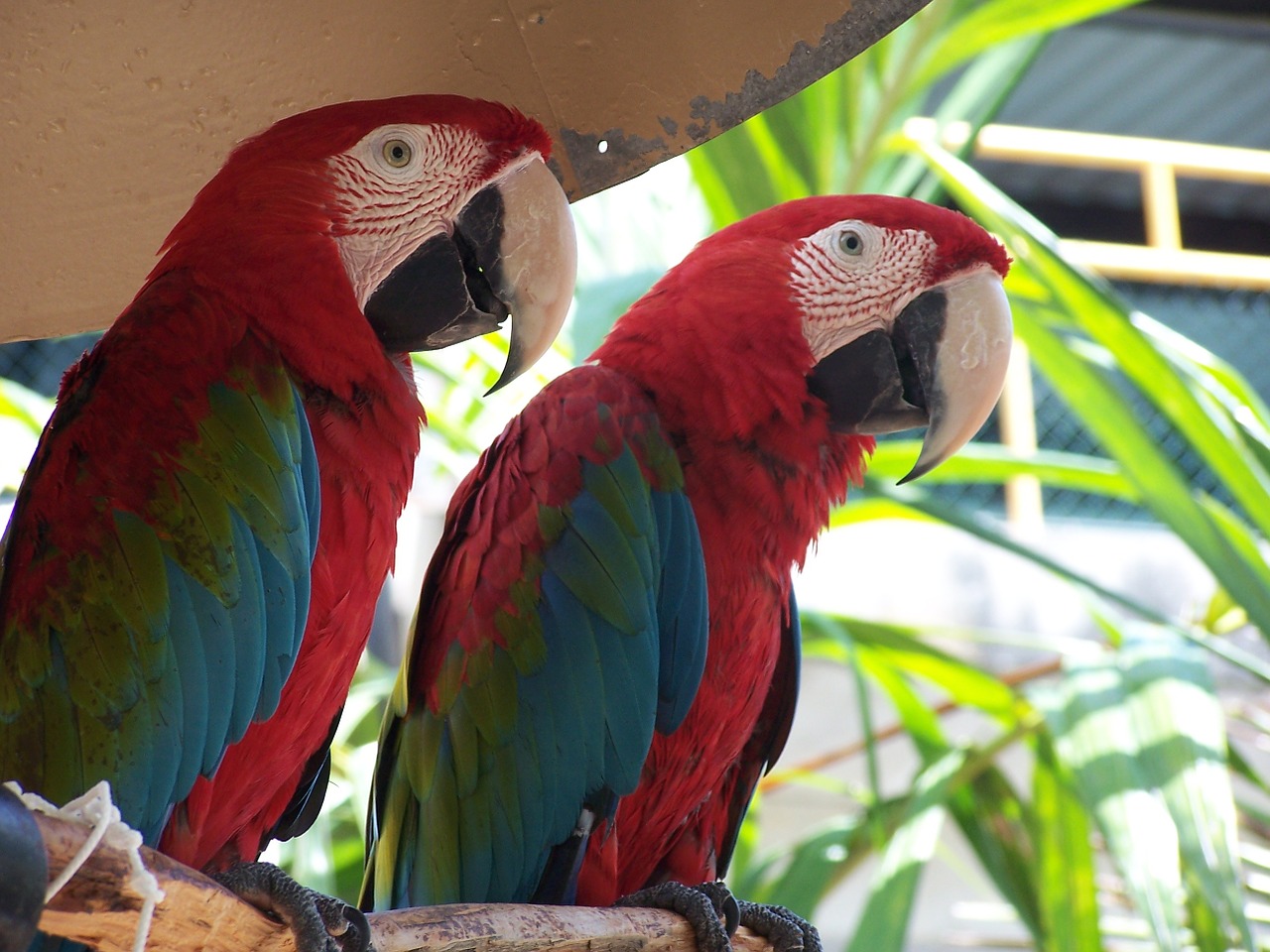 Exotic Birds – Safe &amp; Secure Shipping Amazing Birds Farm