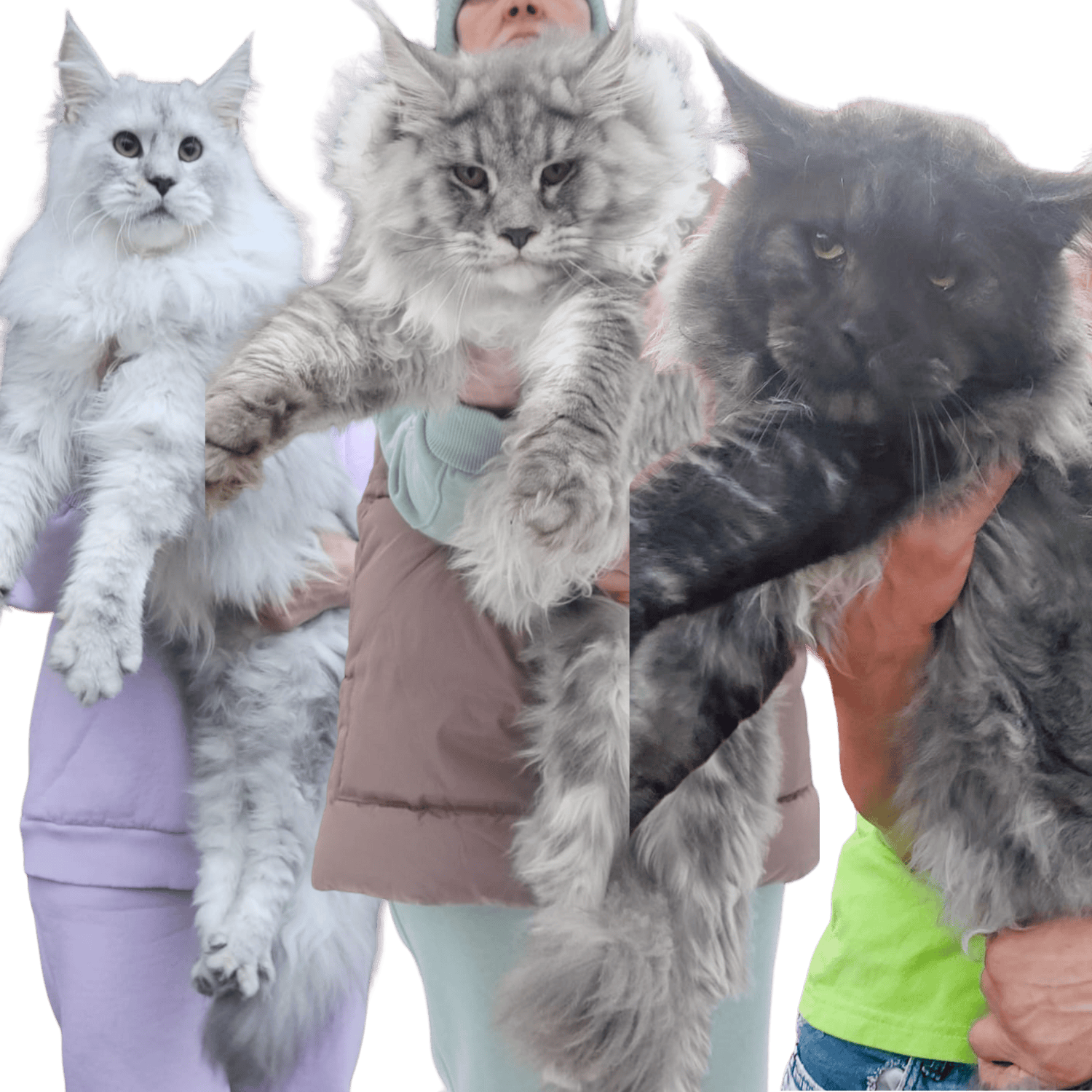 Maine Coon Kittens for Sale | Healthy, Friendly &amp; Gorgeous