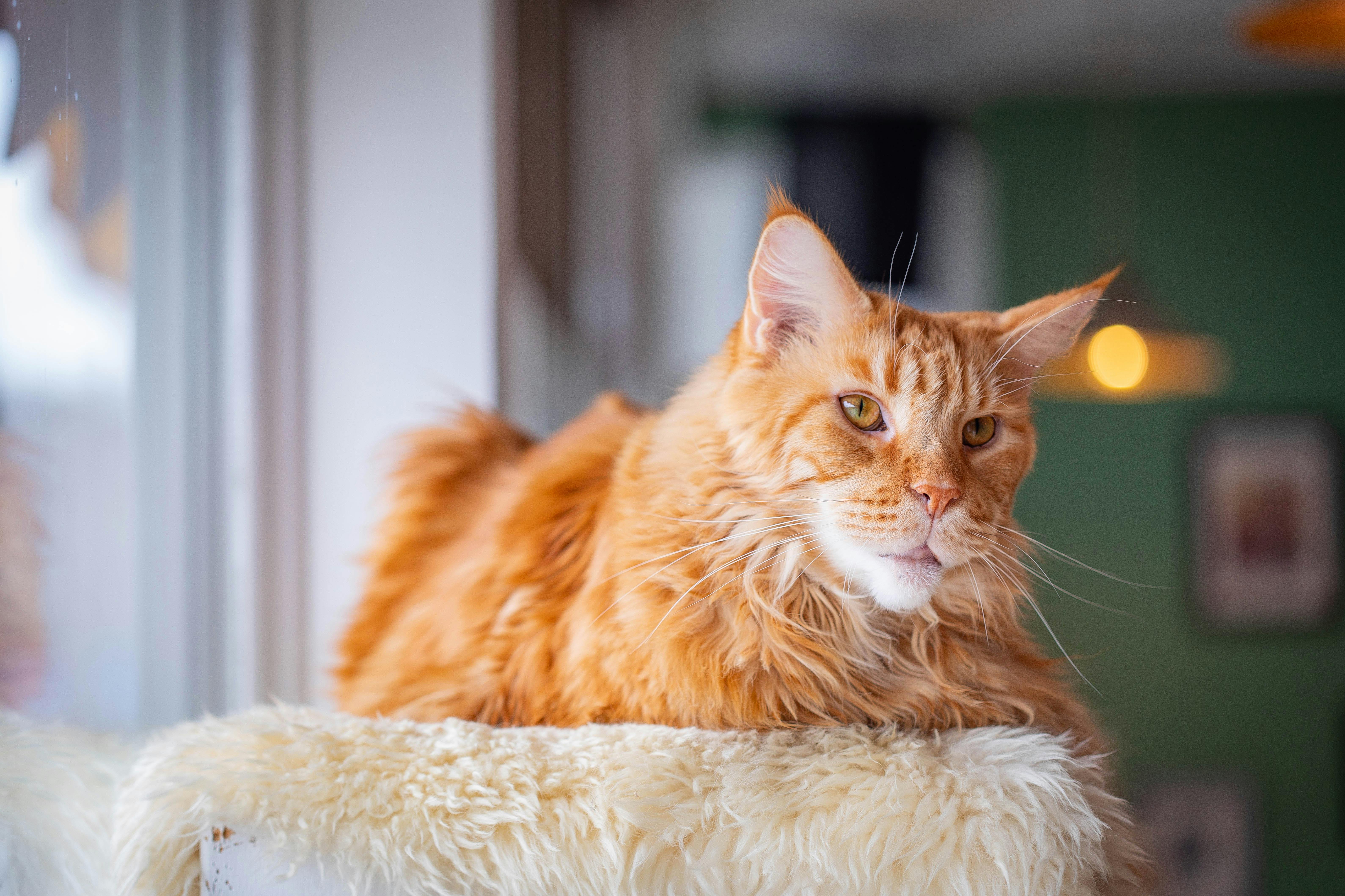 Adorable Maine Coon Kittens for Sale Northern California Pet Owners Love
