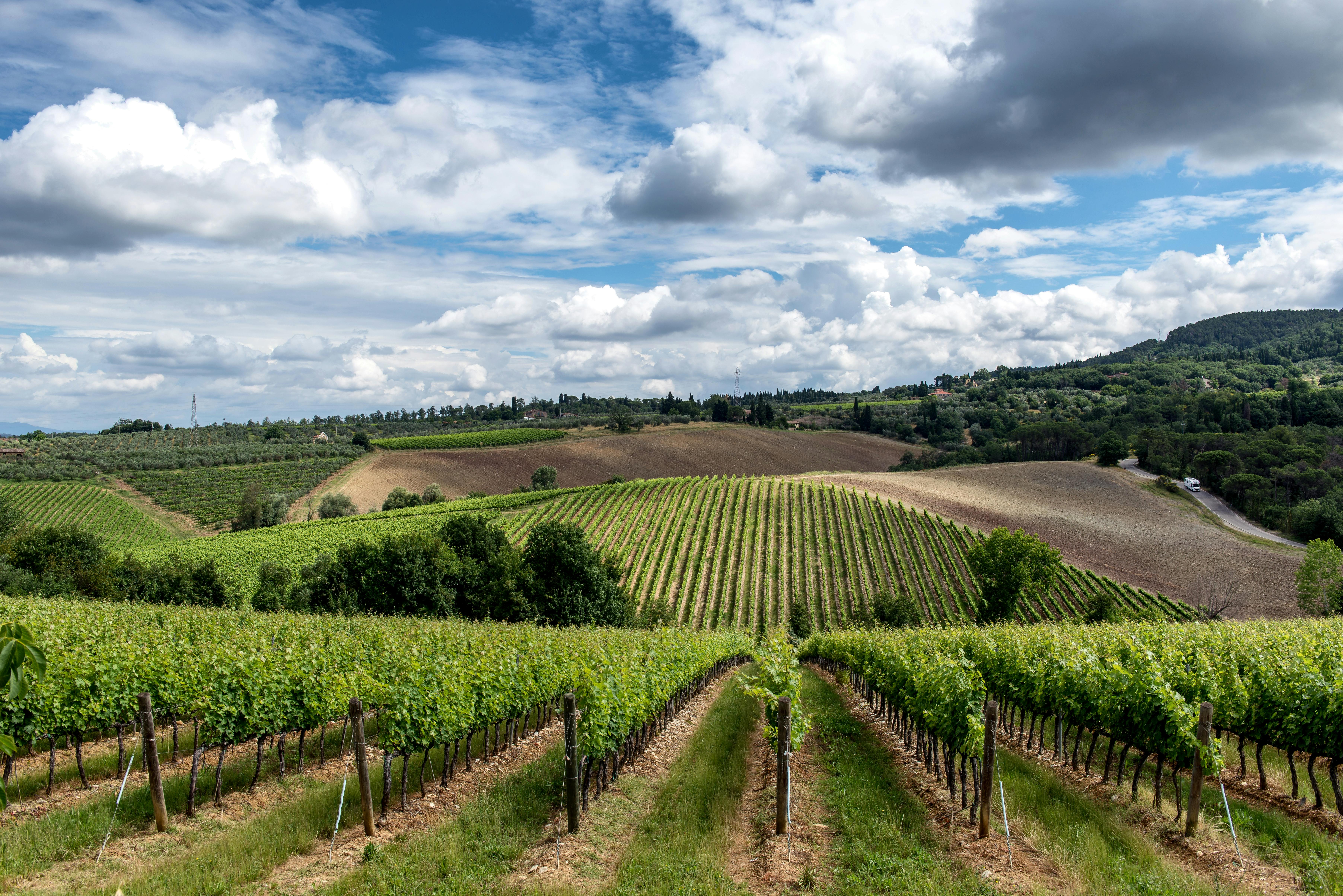 How Sacramento Wineries Are Shaping the Wine Scene