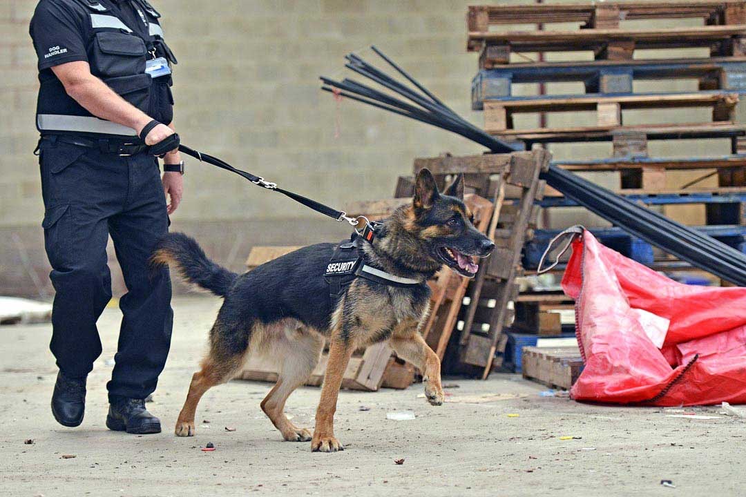 Security Dog Services Leicester – Trained Dogs for Enhanced Site Security | ISA Support Services