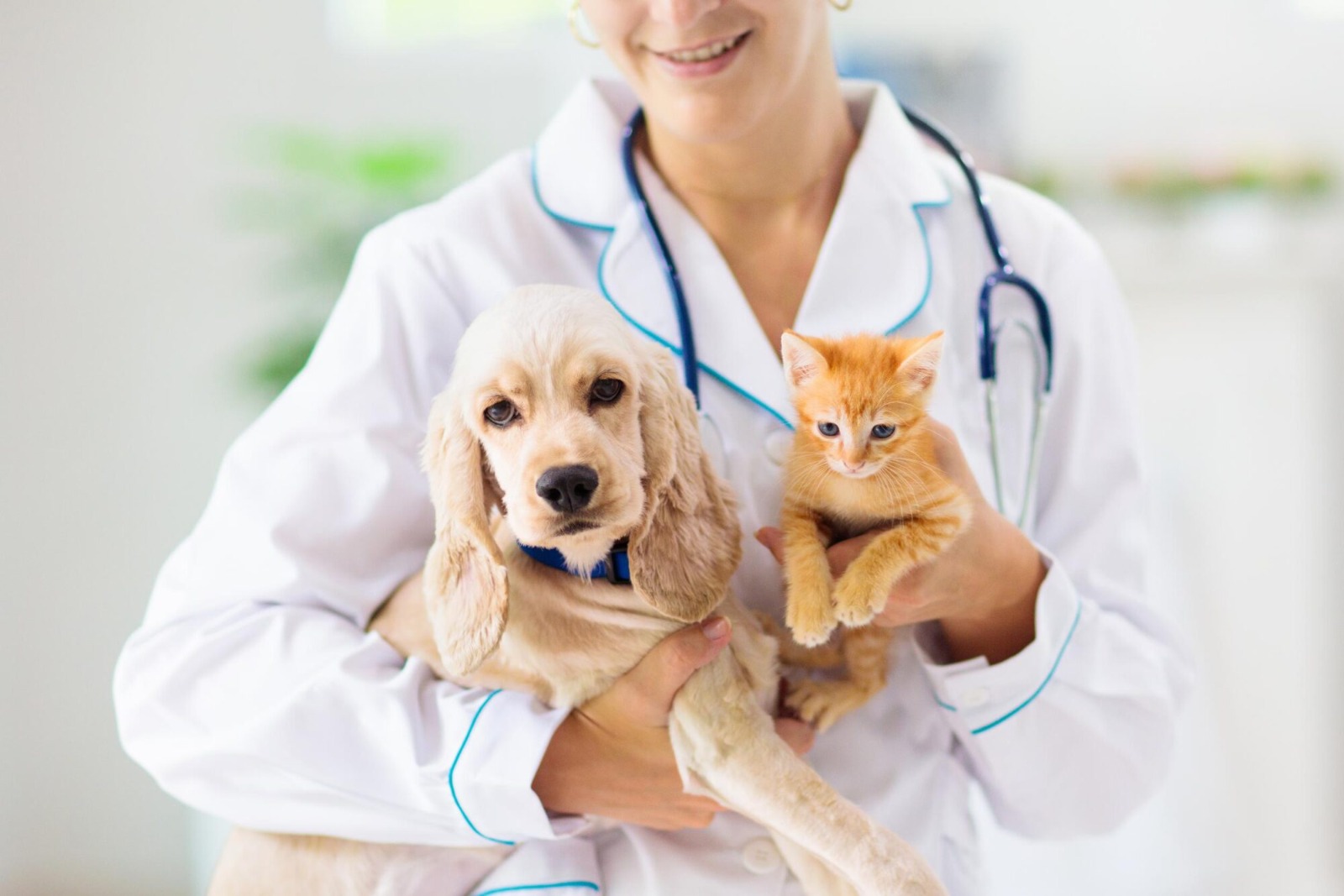 Convenient Pet Certificates UK-Wide by Vet Home Certs