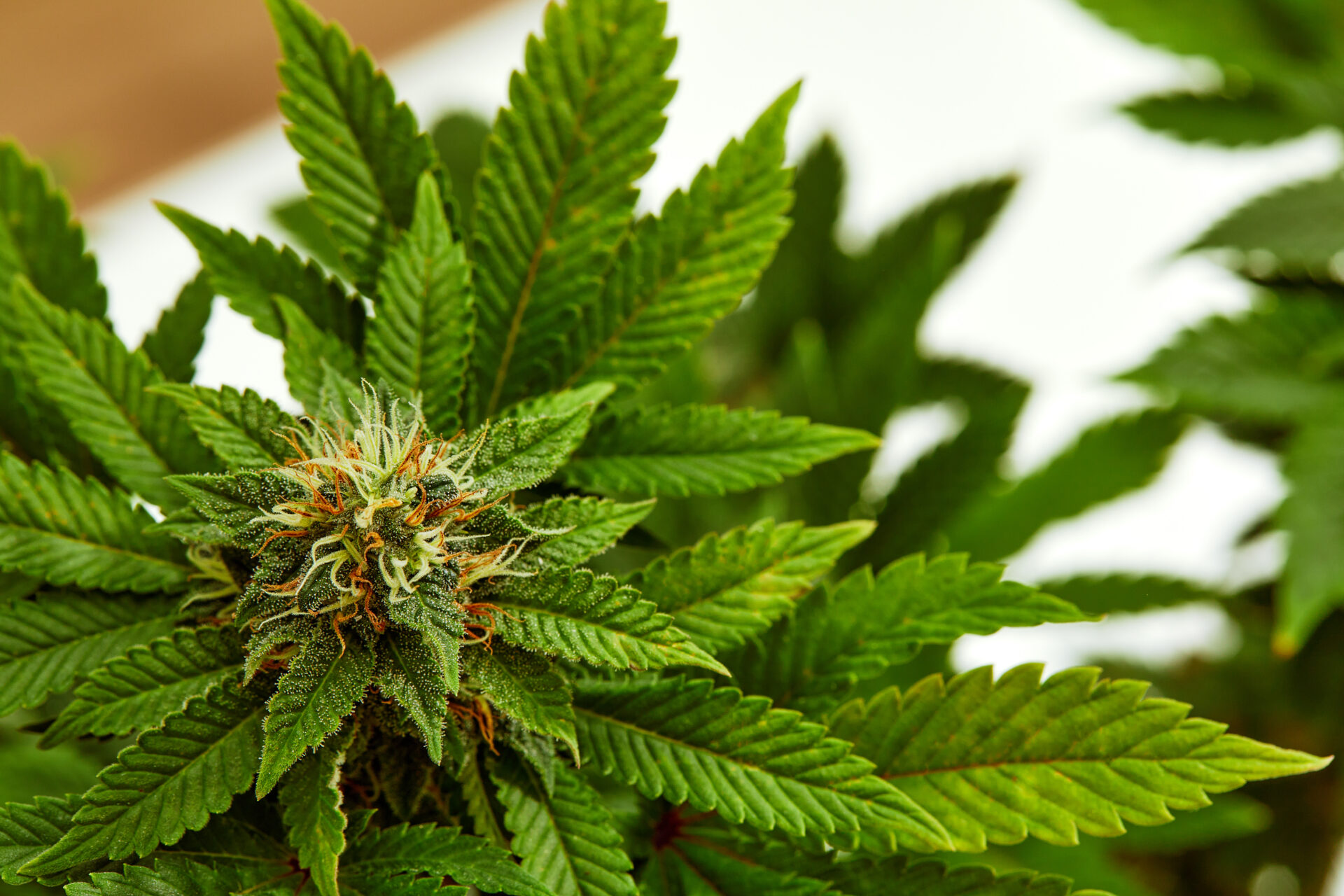 Fat Panda Cannabis Chiang Mai: World-Class Weed at Popup CNX